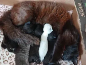 Gato raça SRD-ViraLata idade Abaixo de 2 meses nome gatinhos e gatinhas recém nascidos