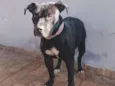 Pantera 