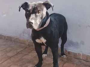 Cachorro raça Pit-Bull idade 1 ano nome Pantera 