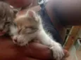 2gatinhos