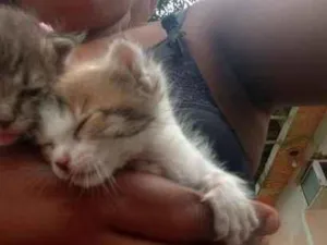 Gato raça SRD-ViraLata idade Abaixo de 2 meses nome 2gatinhos