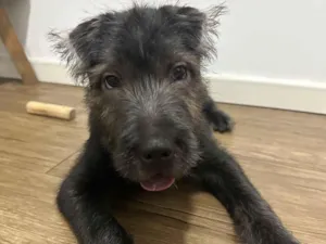 Cachorro raça SRD-ViraLata idade 2 a 6 meses nome Meimei