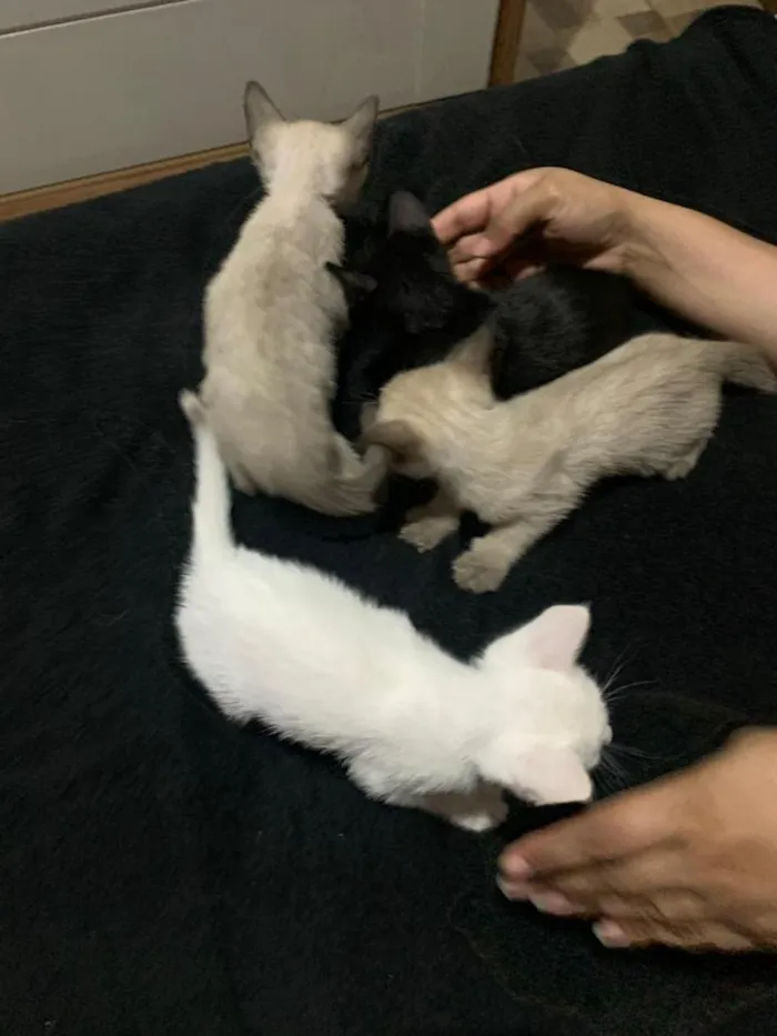 Gato raça SRD-ViraLata idade Abaixo de 2 meses nome gatinhos sem nome, pode adotar só um ou mais