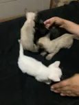 gatinhos sem nome, pode adotar só um ou mais