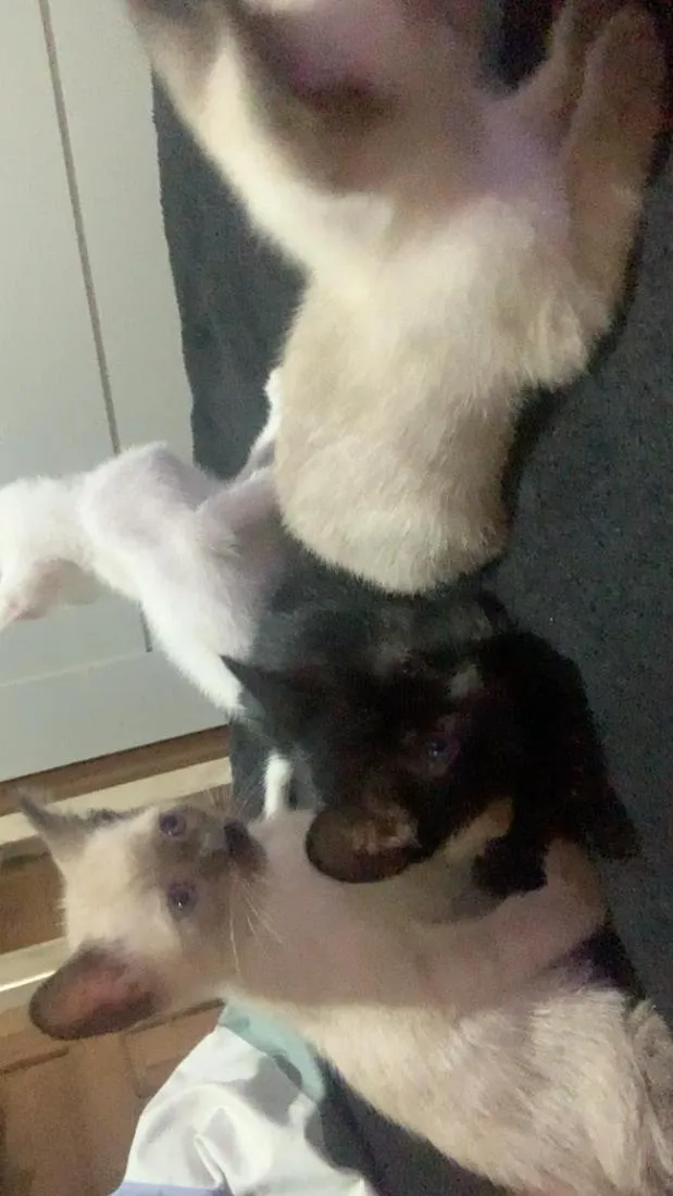Gato raça SRD-ViraLata idade Abaixo de 2 meses nome gatinhos sem nome, pode adotar só um ou mais