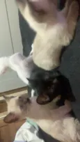 gatinhos sem nome, pode adotar só um ou mais