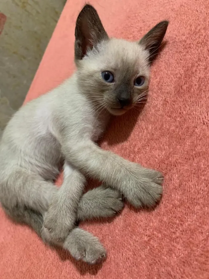 Gato raça SRD-ViraLata idade Abaixo de 2 meses nome gatinhos sem nome, pode adotar só um ou mais