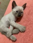 gatinhos sem nome, pode adotar só um ou mais
