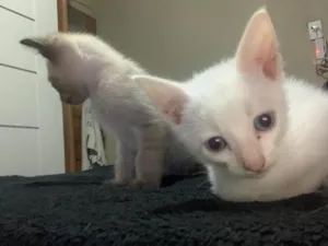 Gato raça SRD-ViraLata idade Abaixo de 2 meses nome gatinhos sem nome, pode adotar só um ou mais