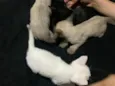 gatinhos sem nome, pode adotar só um ou mais