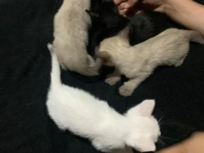 Gato raça SRD-ViraLata idade Abaixo de 2 meses nome gatinhos sem nome, pode adotar só um ou mais