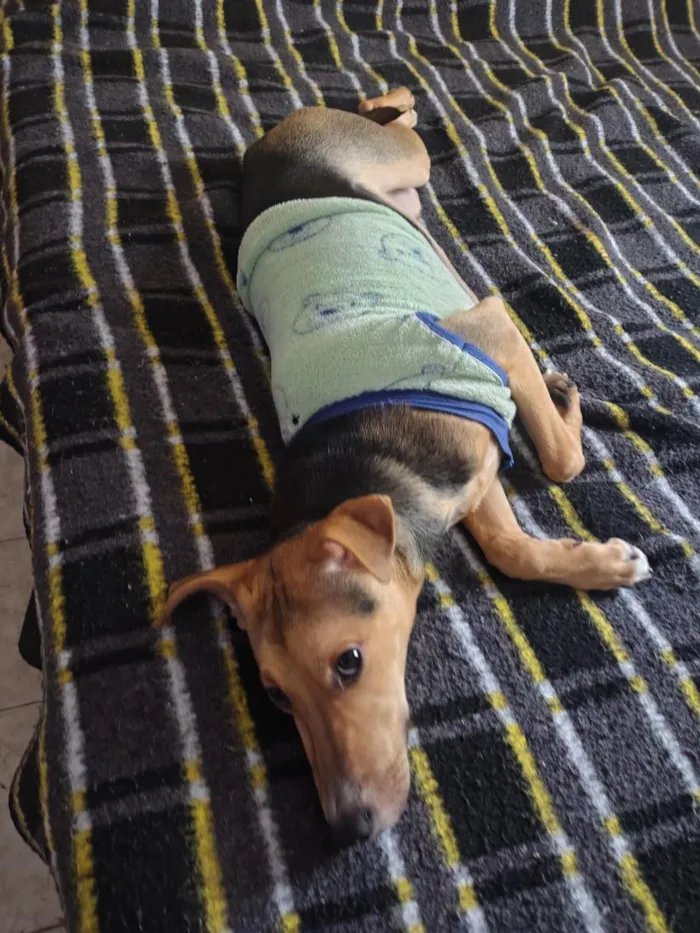 Cachorro raça SRD-ViraLata idade 7 a 11 meses nome Theo 
