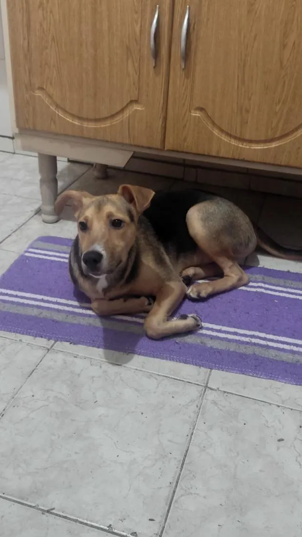 Cachorro raça SRD-ViraLata idade 7 a 11 meses nome Theo 