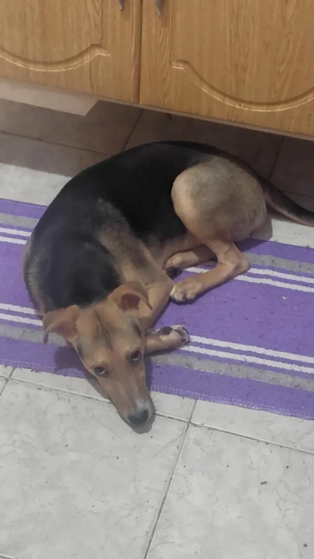 Cachorro raça SRD-ViraLata idade 7 a 11 meses nome Theo 