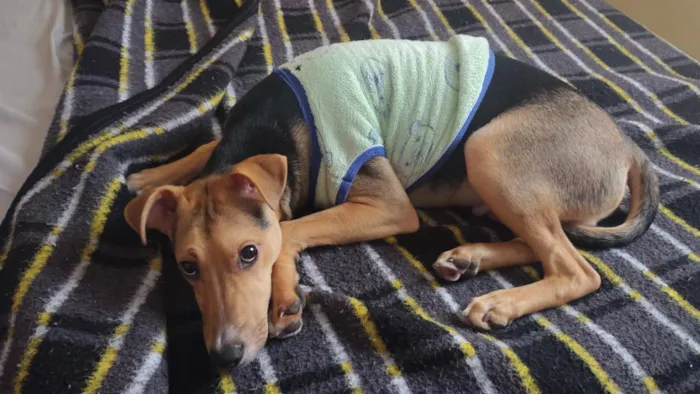 Cachorro raça SRD-ViraLata idade 7 a 11 meses nome Theo 