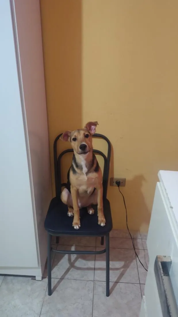 Cachorro raça SRD-ViraLata idade 7 a 11 meses nome Theo 
