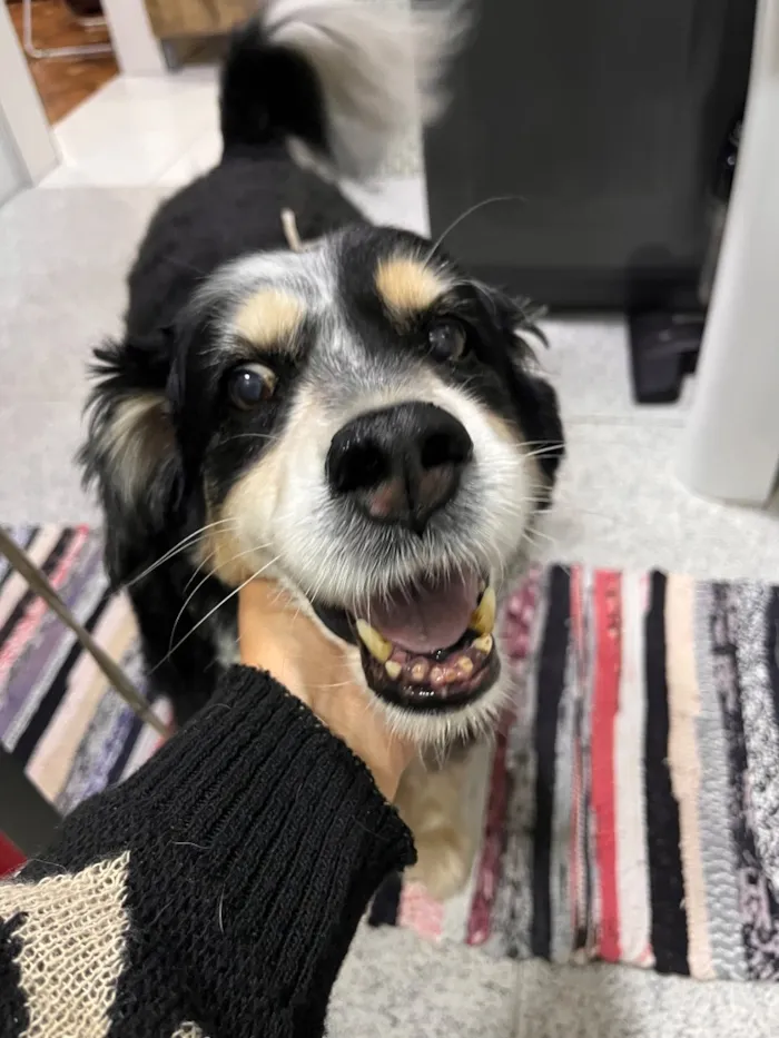Cachorro raça SRD-ViraLata idade 6 ou mais anos nome Fred