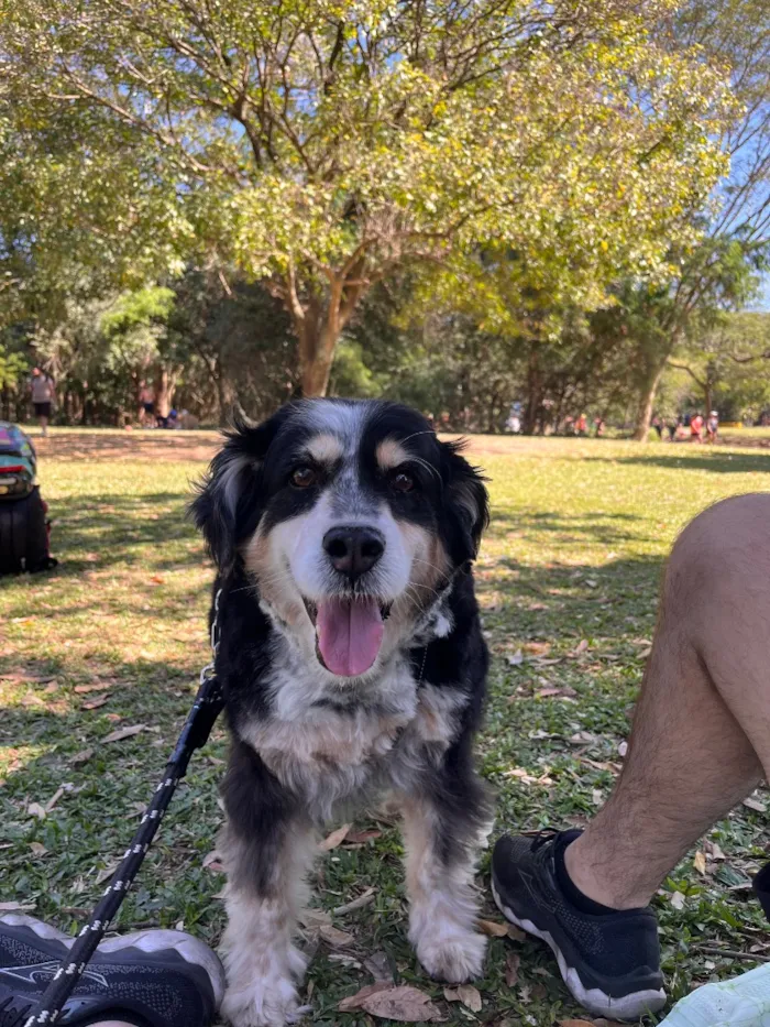 Cachorro raça SRD-ViraLata idade 6 ou mais anos nome Fred