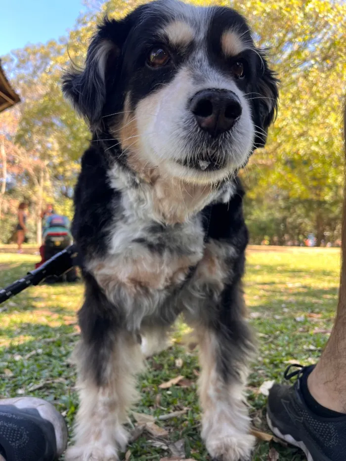 Cachorro raça SRD-ViraLata idade 6 ou mais anos nome Fred