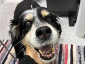 Cachorro raça SRD-ViraLata idade 6 ou mais anos nome Fred