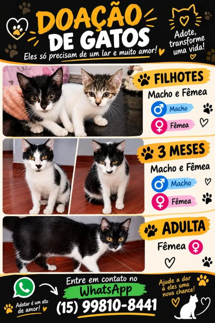 Gato raça SRD-ViraLata idade 1 ano nome sem nomes