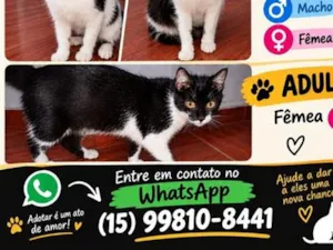 Gato raça SRD-ViraLata idade 1 ano nome sem nomes