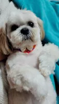 pucca