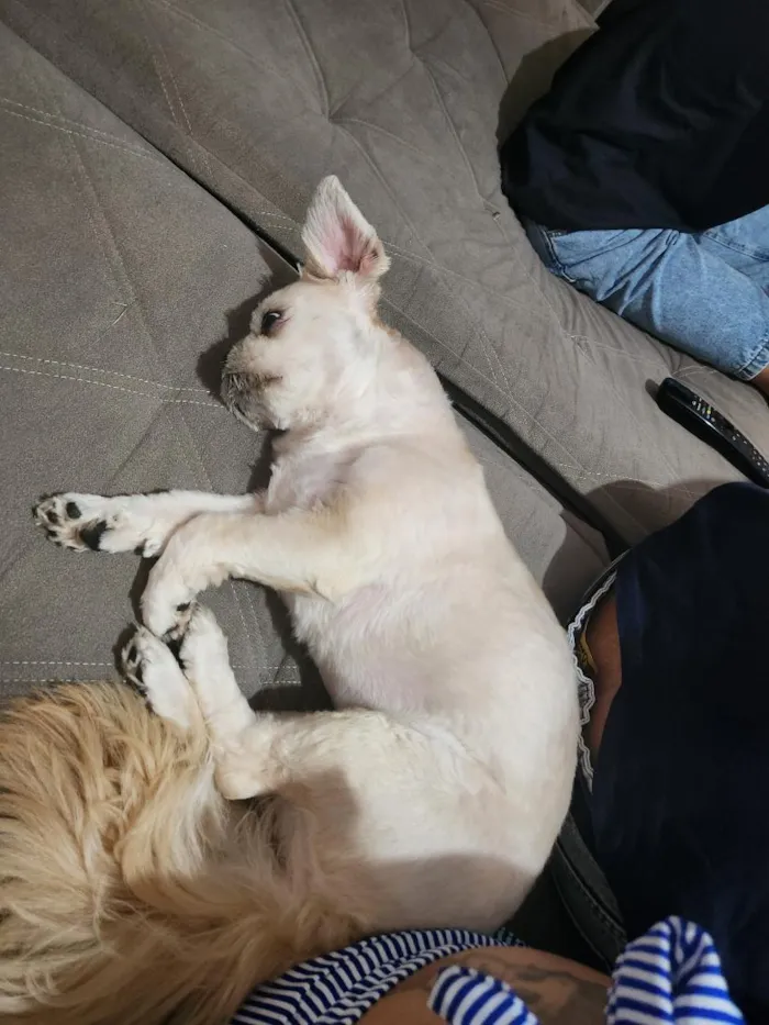 Cachorro raça Shitzu idade 6 ou mais anos nome pucca