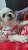 pucca