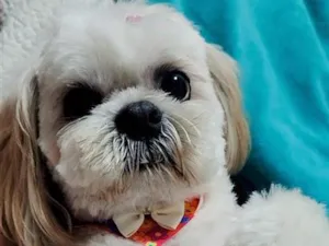 Cachorro raça Shitzu idade 6 ou mais anos nome pucca