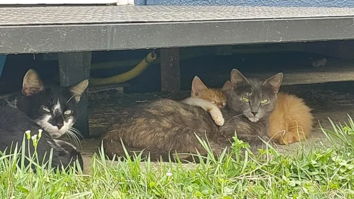 Gato raça SRD-ViraLata idade 4 anos nome cinzinha 