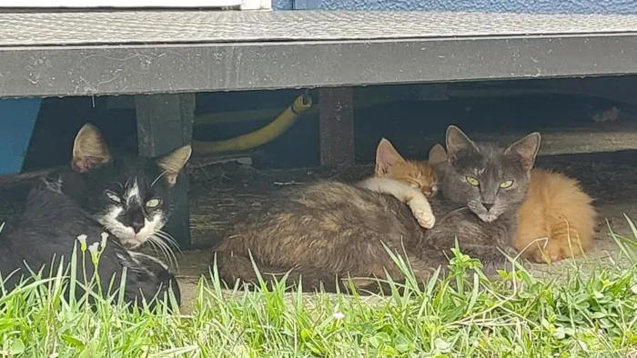 Gato raça SRD-ViraLata idade 4 anos nome cinzinha 