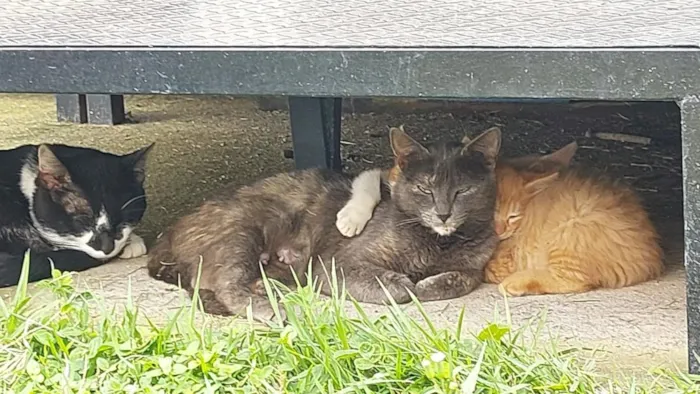 Gato raça SRD-ViraLata idade 4 anos nome cinzinha 
