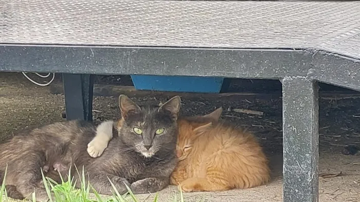 Gato raça SRD-ViraLata idade 4 anos nome cinzinha 