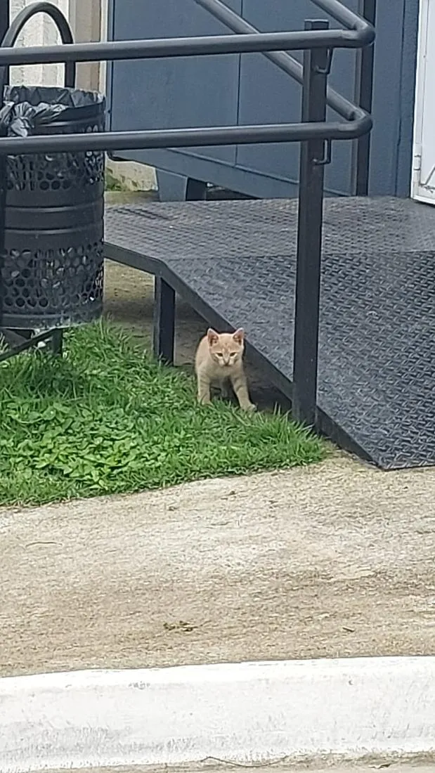 Gato raça SRD-ViraLata idade 4 anos nome cinzinha 