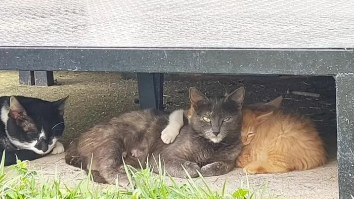 Gato raça SRD-ViraLata idade 4 anos nome cinzinha 