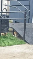 cinzinha 