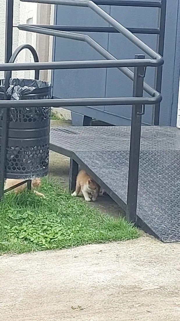Gato raça SRD-ViraLata idade 4 anos nome cinzinha 