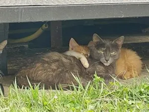 Gato raça SRD-ViraLata idade 4 anos nome cinzinha 