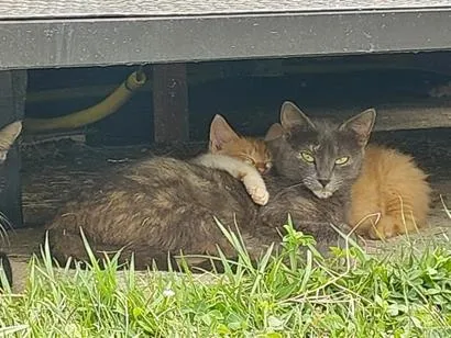 Gato raça SRD-ViraLata idade 4 anos nome cinzinha 