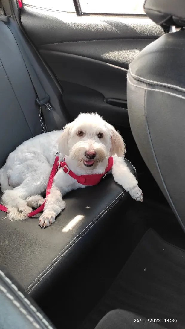 Cachorro raça Poodle idade 5 anos nome Love