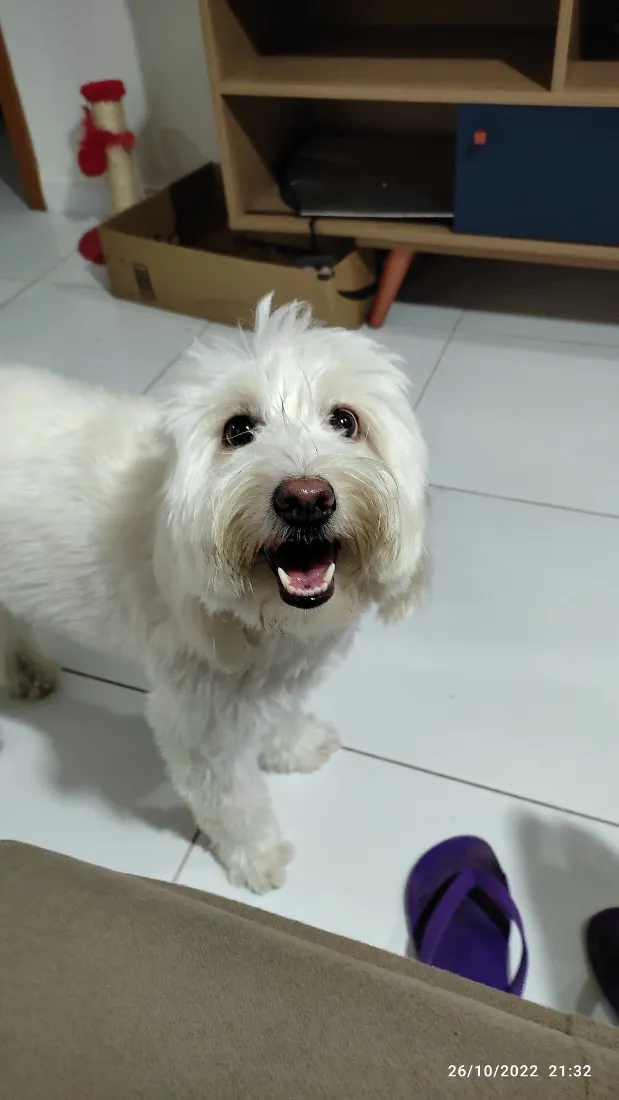 Cachorro raça Poodle idade 5 anos nome Love