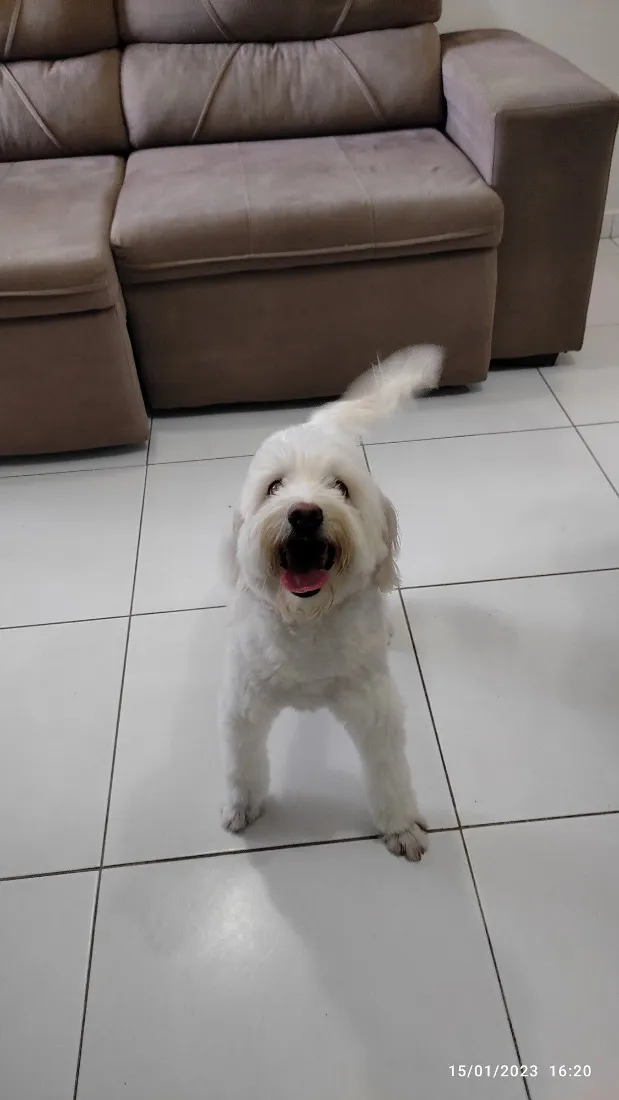 Cachorro raça Poodle idade 5 anos nome Love