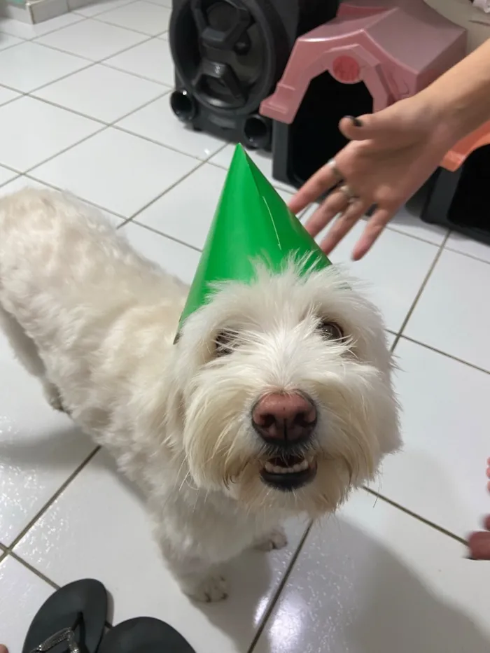 Cachorro raça Poodle idade 5 anos nome Love