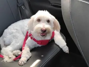 Cachorro raça Poodle idade 5 anos nome Love