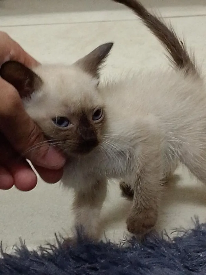 Gato raça Siamês idade Abaixo de 2 meses nome Safira 
