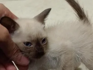 Gato raça Siamês idade Abaixo de 2 meses nome Safira 