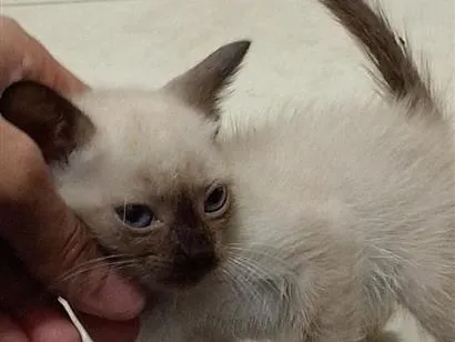 Gato raça Siamês idade Abaixo de 2 meses nome Safira 