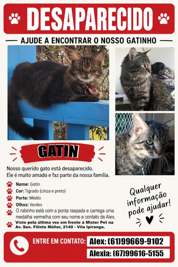 Gato raça SRD-ViraLata idade 6 ou mais anos nome Gatinho
