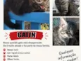 Gatinho
